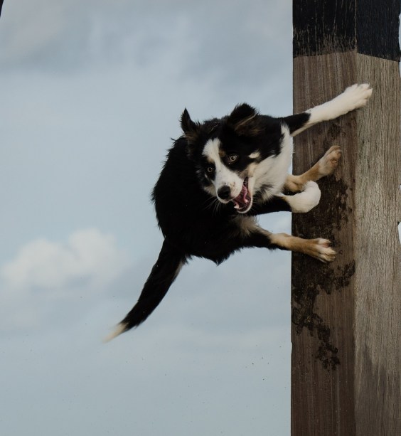 dog rebounds off wall doing dog parkour