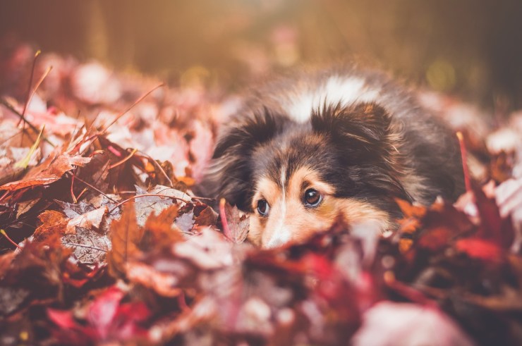 Sheltie dog in fall leaves looks off to the side. 