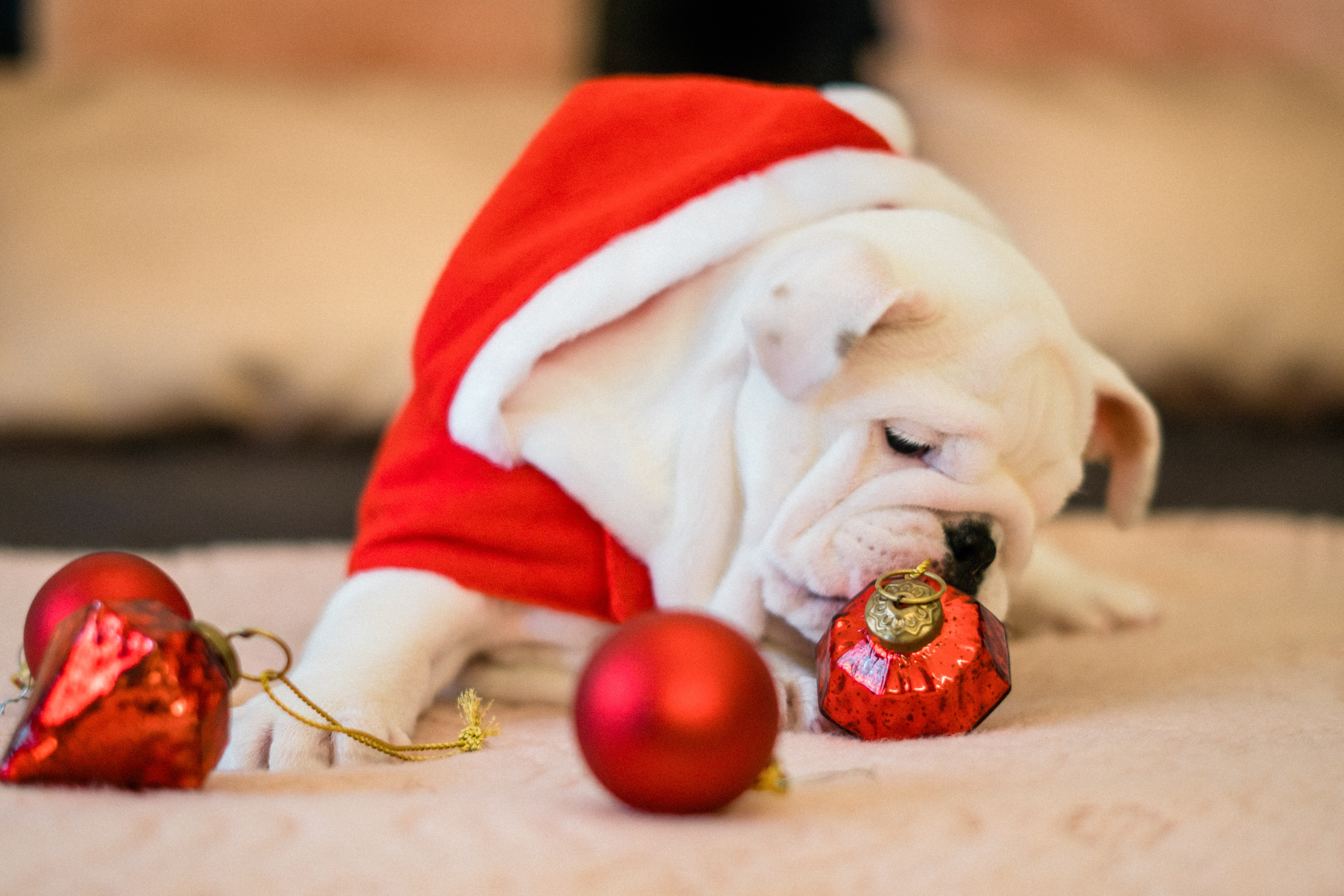 A white bulldog puppy plays with a Christmas ornament, one of the holiday hazards for pets