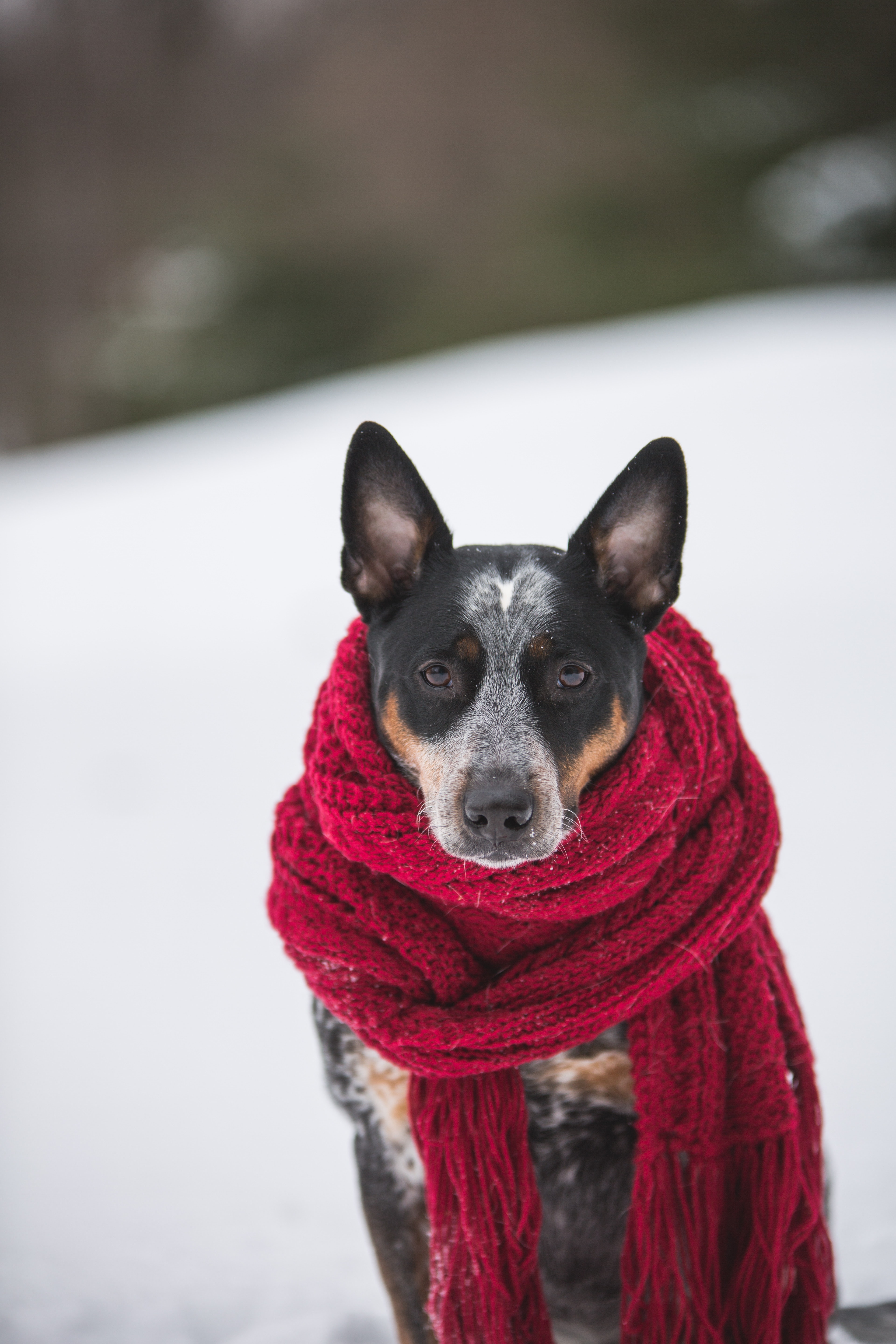 A cattle dog faces the camera on a field of snow. A long red scarf is wrapped around his neck. 