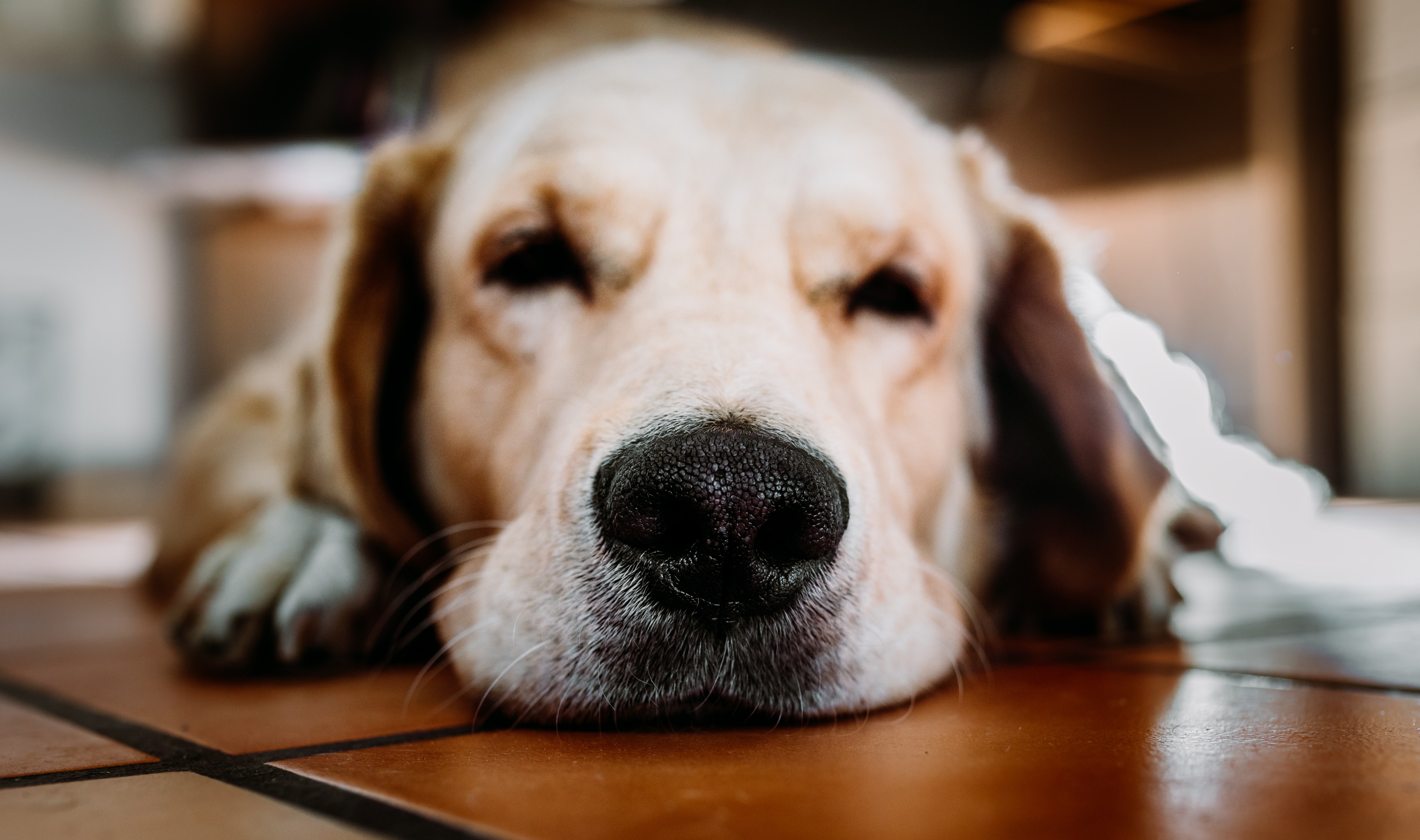 Close up of a Golden Retriever's talented nose. Sniffing games for dogs are a fun way to use dogs' natural skills at smelling