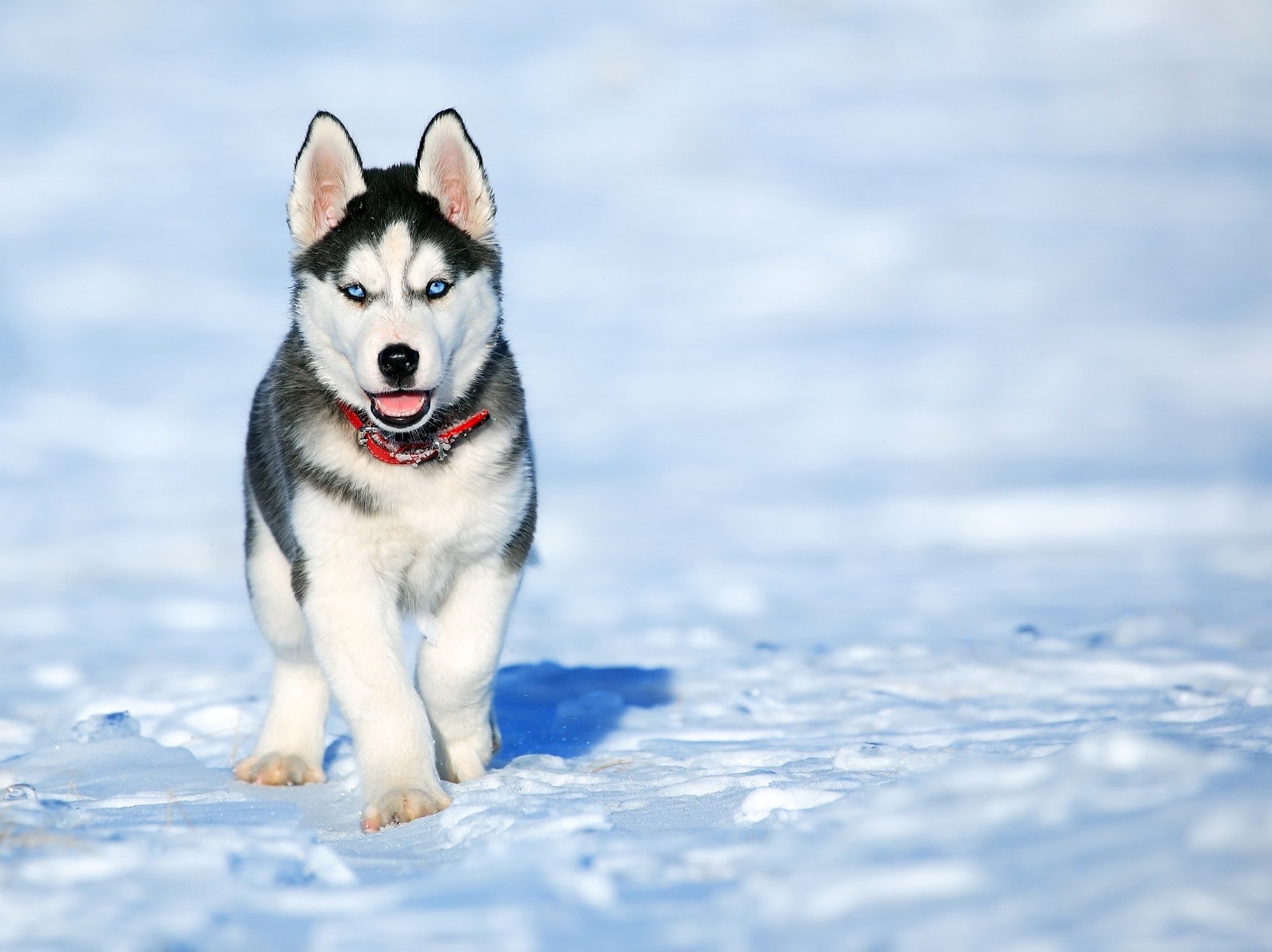 Husky puppy stands on a field of snow looking towards the camera