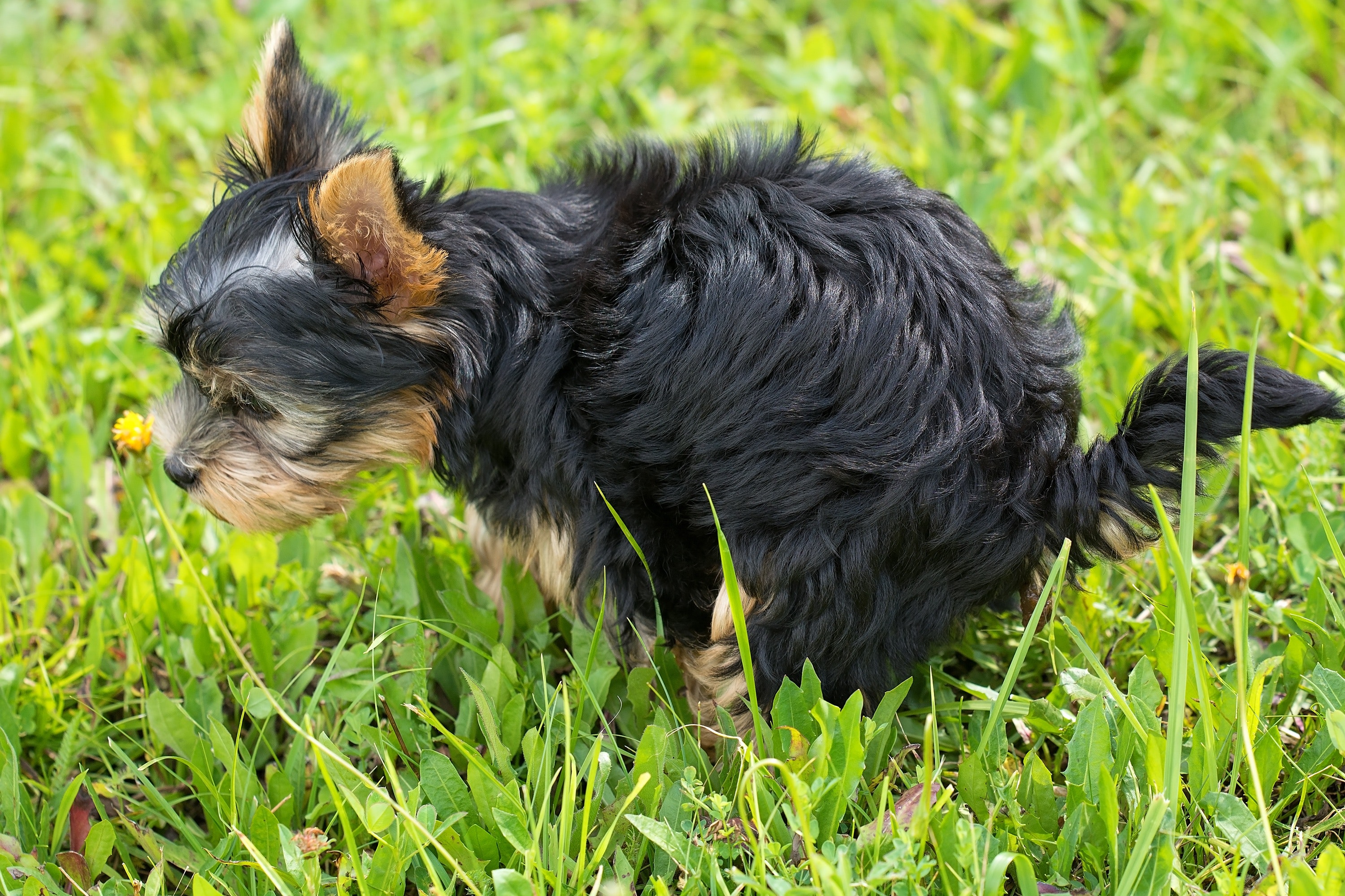 A Yorkie squats in a field of grass