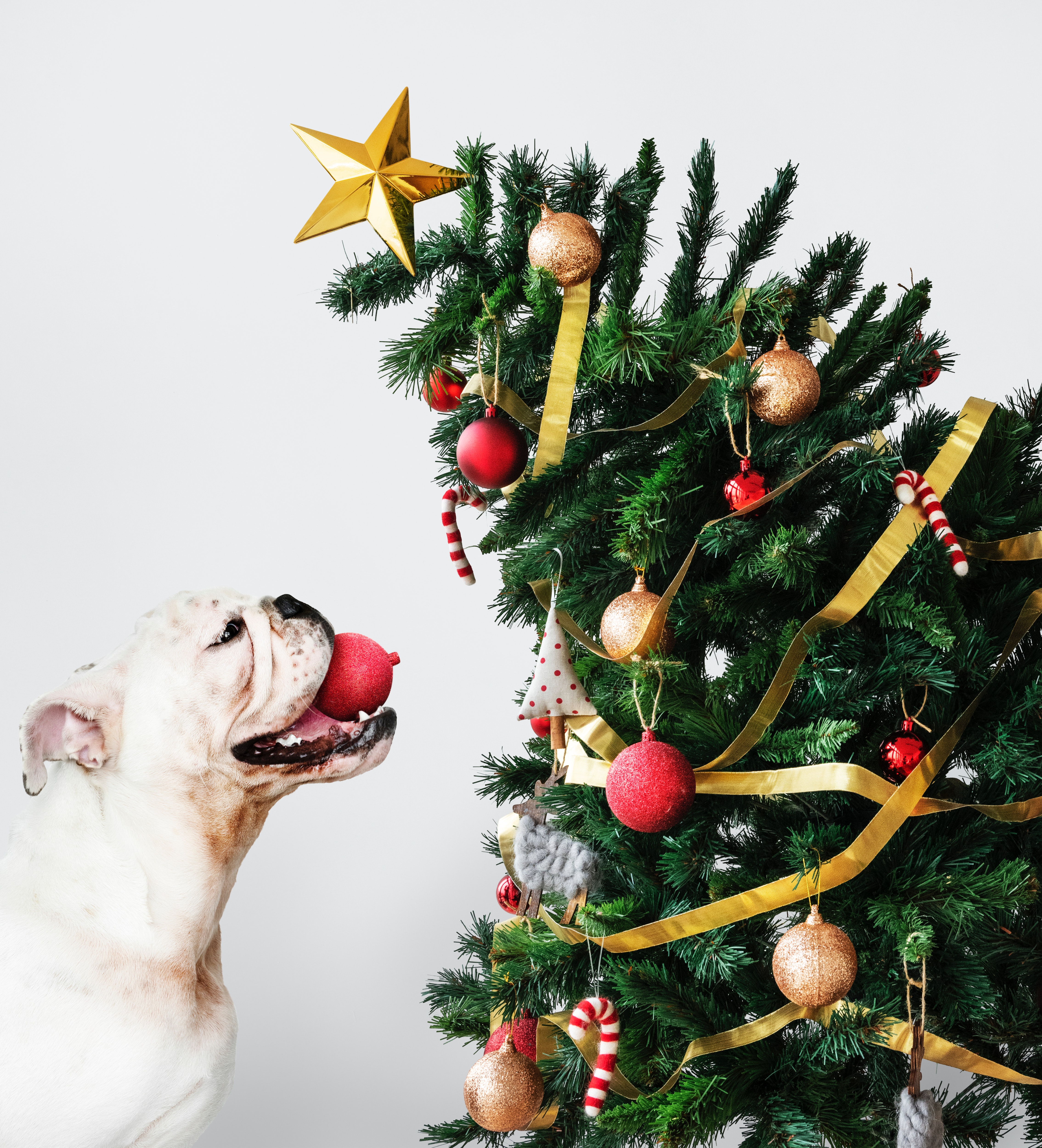 A white bulldog holds an ornament in his mouth while a Christmas tree leans dangerous towards him. Holiday decorations are some of the holiday hazards for pets