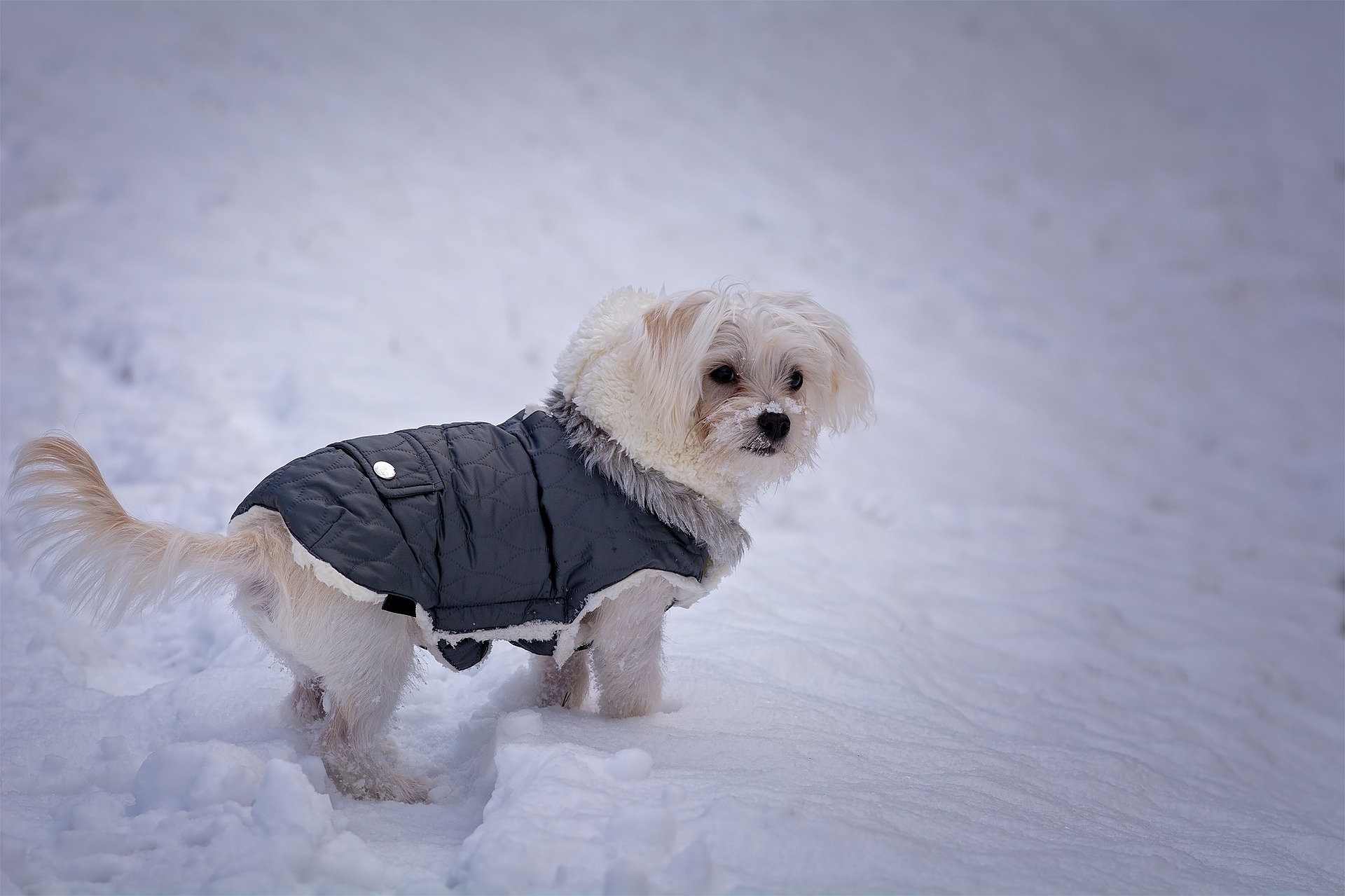 A Maltese stands in a snowbank wearing a warm puffy jacket. 