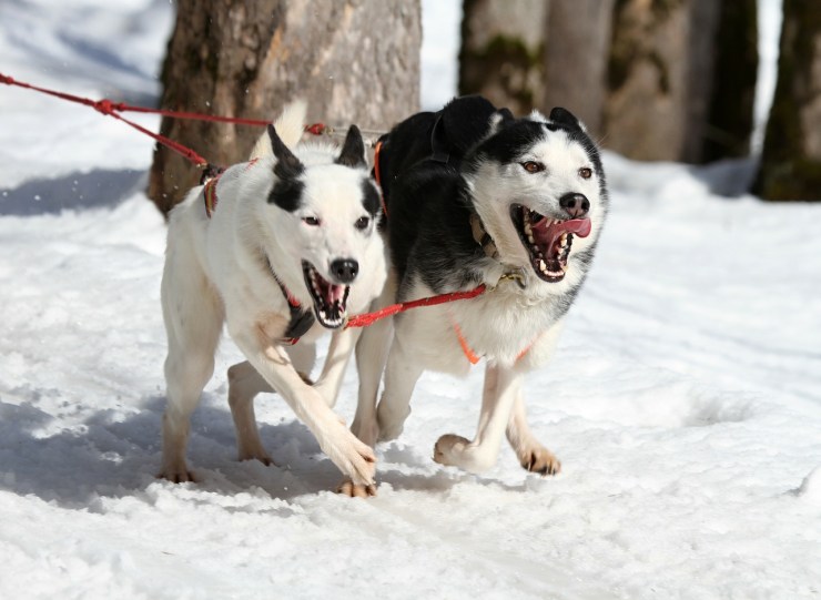 Two husky dogs in mushing harnesses pull a gangline attached to an unshown person as a skijor team